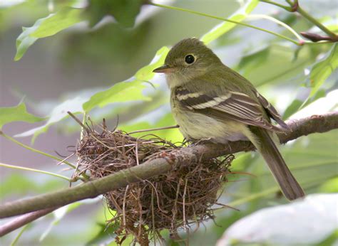 Yellow Bellied Flycatcher Coniferous Forest