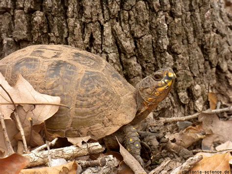 Terrapene Carolina Triunguis Dreizehen Dosenschildkröte