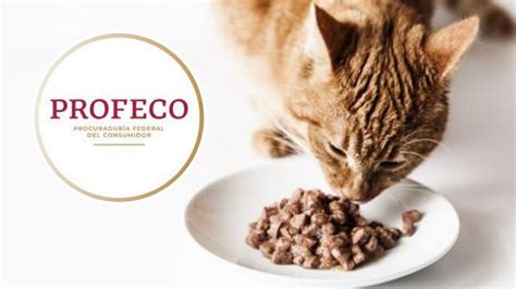 Top mejores croquetas para gato bebé según la Profeco Petlife