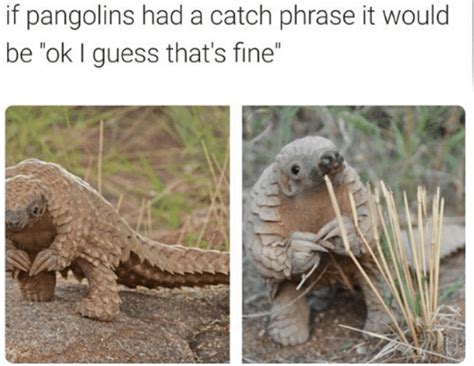 Just a Pangolin climbing a tree. : r/aww