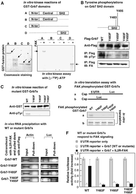 The Adaptor Grb7 Links Netrin‐1 Signaling To Regulation Of Mrna