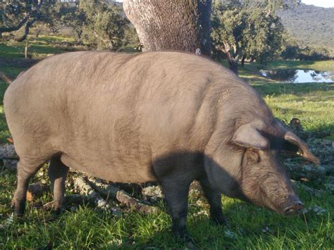 La Naturaleza Cerdo IbÉrico Puro