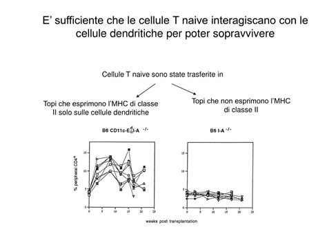 Ppt Cellule T Naive E Cellule T Della Memoria Sopravvivenza Negli