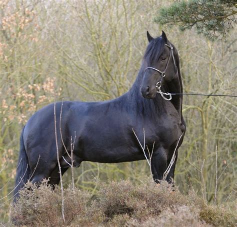 Friesian Horse Wallpaper 59 Images