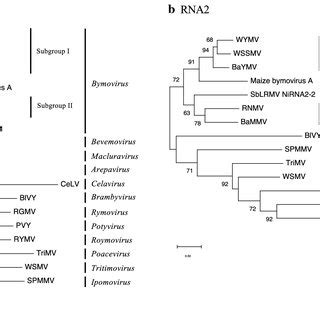 Maximum Likelihood Phylogenetic Trees Based On Nucleotide Sequences Of