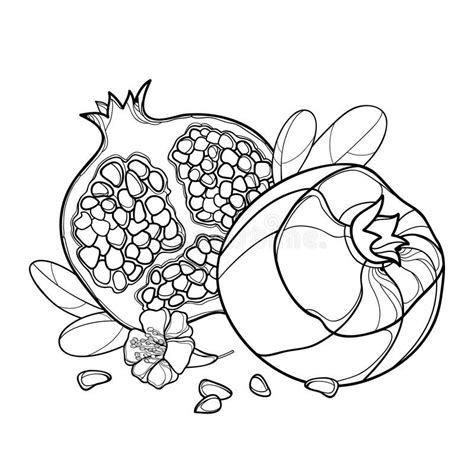 Vector Outline Pomegranate Half And Whole Fruit Ornate Flower Leaf