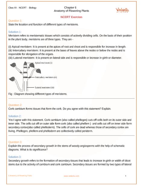 Ncert Solutions For Class 11 Biology Chapter 6 Anatomy Of Flowering