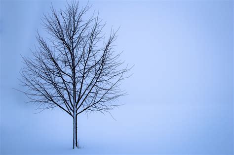 Naked Trees