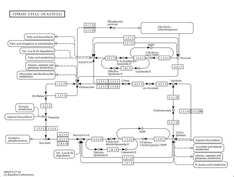 KEGG PATHWAY Citrate Cycle TCA Cycle Reference Pathway