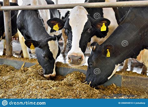 Feeding Corn Siloage To Beef Cattle Pet Food Guide