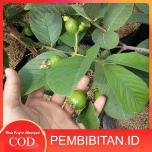 Jual Bibit Jambu Kristal Merah Berbuah Dan Berbunga Hasil Cangkok