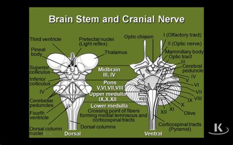 Cranial Nerves Flashcards Quizlet