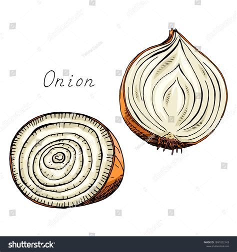 Onion Slice Clip Art