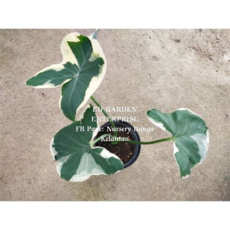 Alocasia Mickey Mouse Keladi Mickey Shopee Malaysia