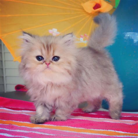 Black Teacup Persian Kittens For Sale at Evelyn Vaughn blog