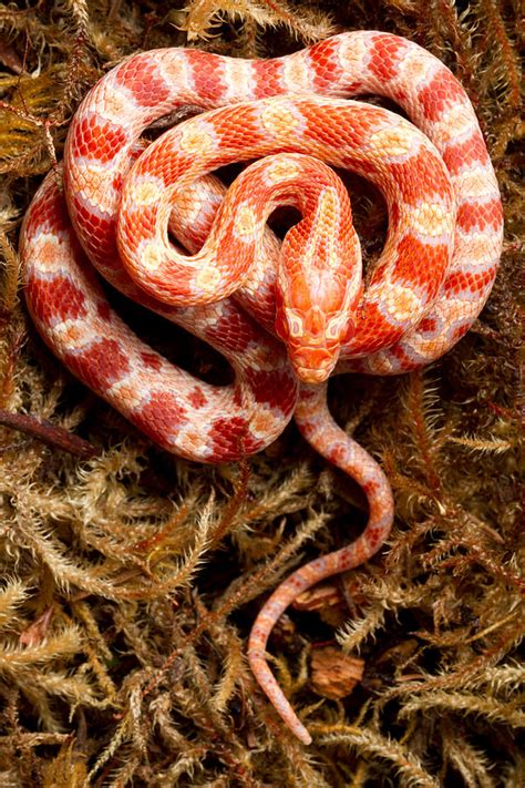 Corn Snake Pantherophis Guttatus On Moss Photograph By David Kenny