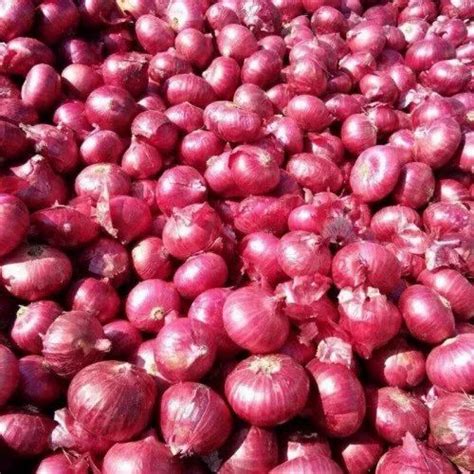 A Grade West Bengal Remados Fresh Red Onion Packaging Size Kg