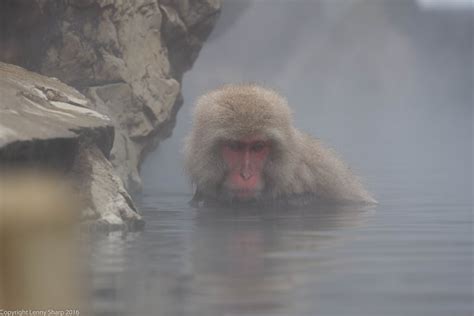 Snow Monkey Hot Springs in Yamanouchi, Japan | POPSUGAR Smart Living