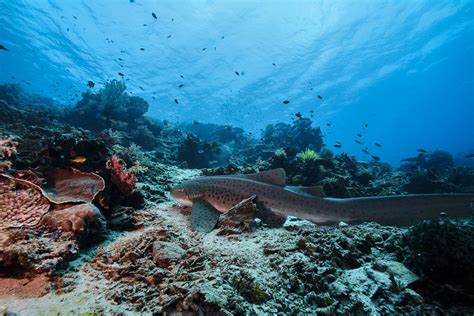 scuba diving  halmahera ternate  morotai zublu