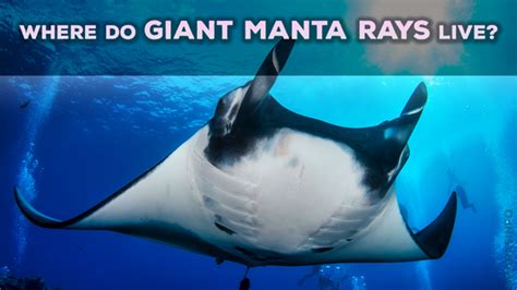 Giant Manta Ray Facts & Information Guide - sharksinfo.com