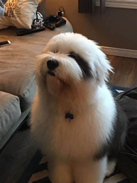 Just Got Back From The Groomers Fluffiness For Days R Aww