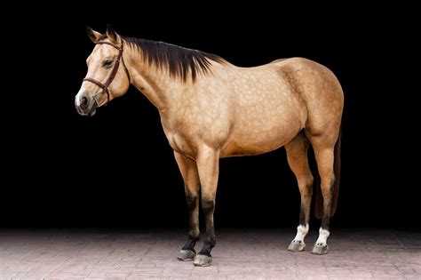 Jade, Buckskin Horse on Black Background