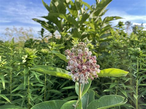 Common Milkweed Creasey Mahan Nature Preserve