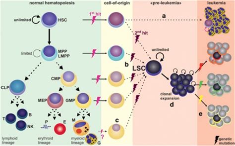 The Leukemic Stem Cell Model In Normal Hematopoiesis Open I