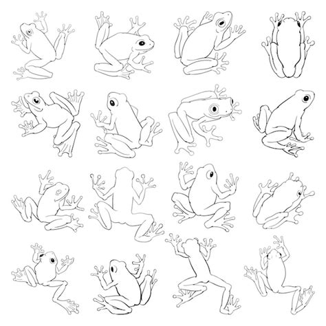 Premium Vector Hand Drawn Vector Set Of Tree Frogs Black And White