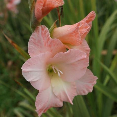 August Birth Flowers Gladioli And Poppies Lucys Florist