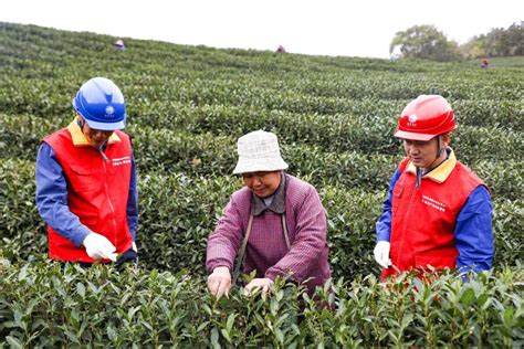 国网舟山供电公司：保障“不差电” 电力赋能春茶飘香