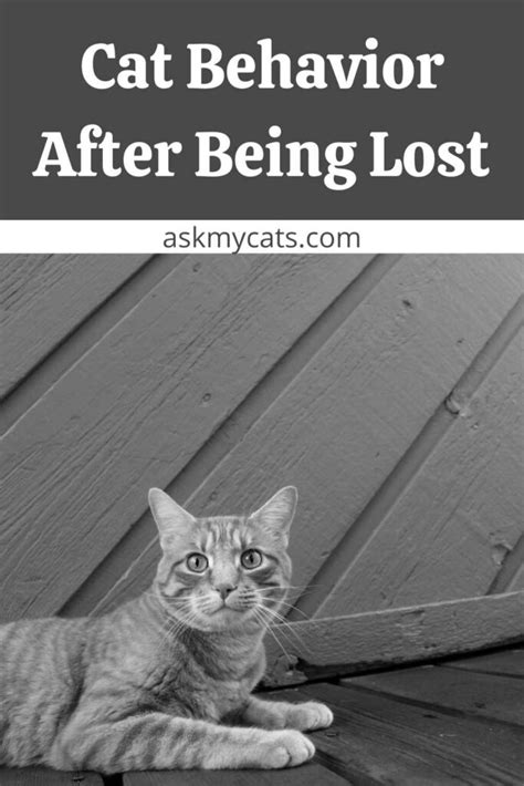 What To Do When Your Lost Cat Returns Home