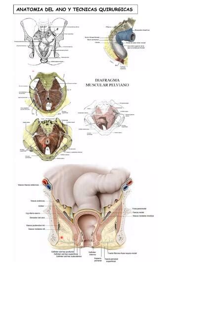Anatom A Del Ano Y T Cnicas Quir Rgicas Lisette Resumediqobste Udocz