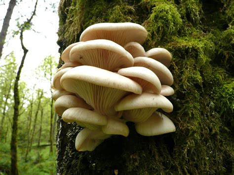 The Bashful Botanist Pleurotus Pulmonarius A Species Of Oyster