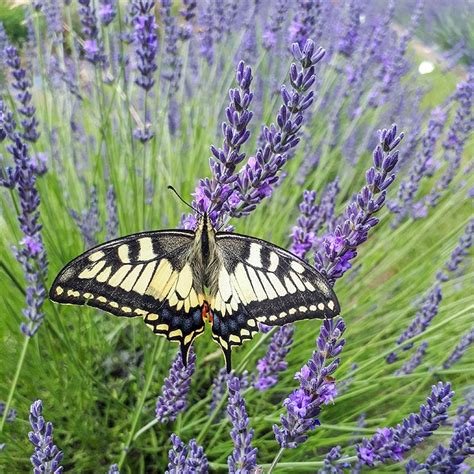 Phenomenal Lavender Lavandula Intermedia High Country Gardens