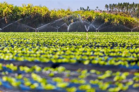 Mapbiomas Rea Para Agricultura Cresce No Brasil Em Anos