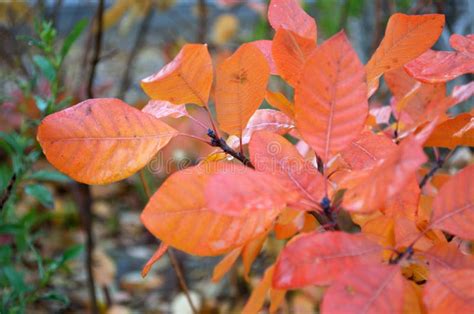 Hojas Rojo anaranjadas En Un árbol Después De Una Lluvia En La Caída