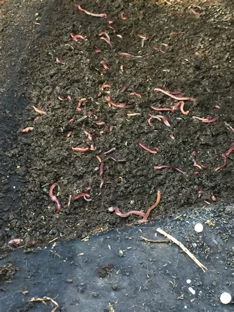 Composting Worms