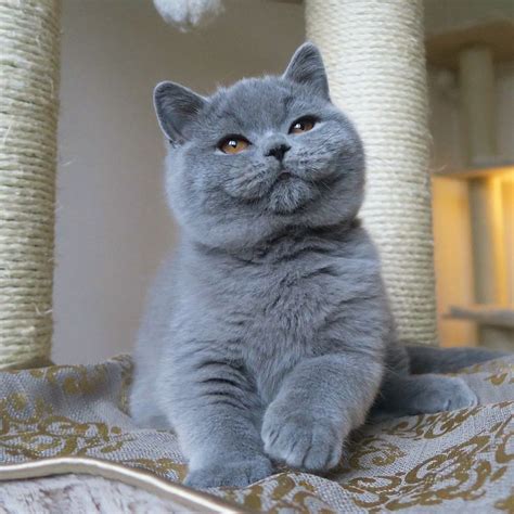 869 best British Shorthair Cats images on Pinterest | Kitty cats ...