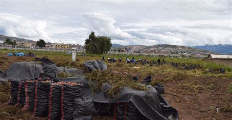 Ayacucho Inia Produce Más De 40 Toneladas De Semillas De Papa Canchán