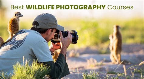 Best Wildlife Photography Courses Online – TangoLearn