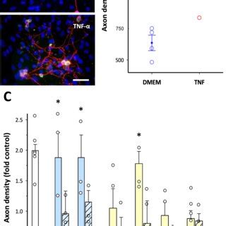 Mmp Activity Is Required For Tnfa Stimulation Of Axon Outgrowth In