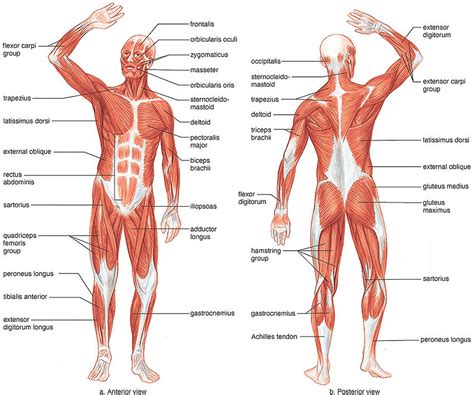 Name of muscle