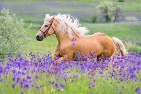 11 Interesting Facts About Palomino Horses