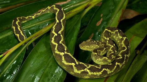 Atheris Rungweensis Snake Photos Cute Snake Forest And Wildlife