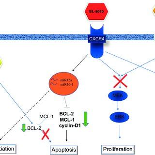 Proposed Model The Cxcr Antagonist Bl Tips The Balance Toward