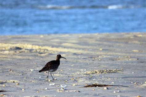 Free Images Beach Coast Water Nature Sand Ocean Shore Wave