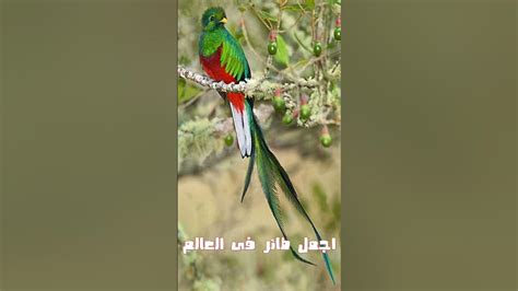 اجمل طائر فى العالم الكويتزل Quetzal Youtube