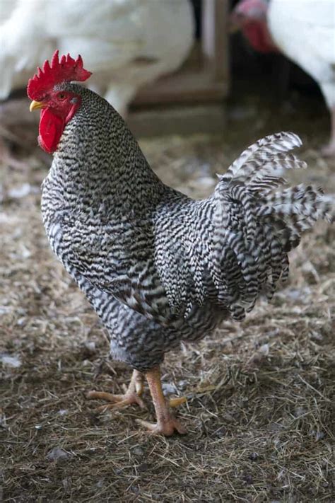 Plymouth Rock Chicken Todo Lo Que Necesita Saber Heritage Acres