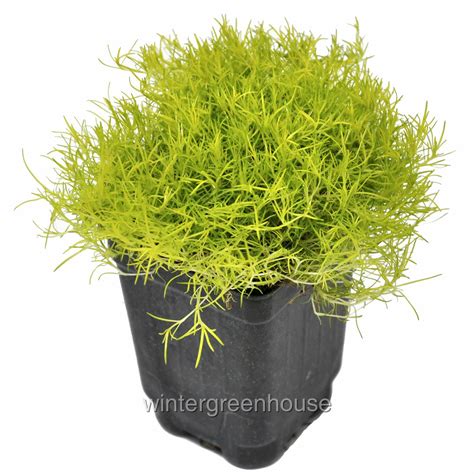 Sagina Subulata Aurea Scotch Moss Pot Size 3 26x35 Ground